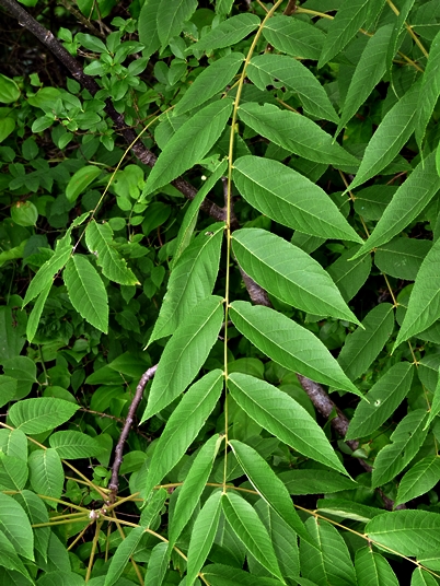 {Juglans nigra}